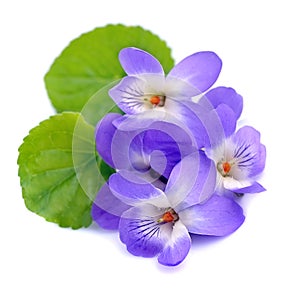 Violets flowers photo