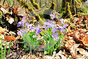 Violets in the forest in Lellingen, Luxembourg