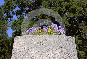 Violets grow in a large concrete container and green tree as background in the summer