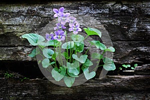 Violets growing in Wooden Wall