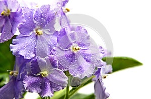 Violets with raindrops on its petals