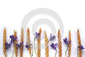 Violets with spelt background landscape