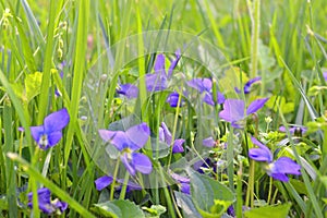 Violets