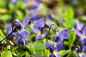 Violets Viola Odorata In A Forest