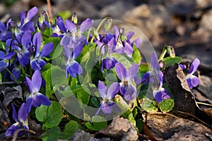 Violets Viola Odorata In A Forest