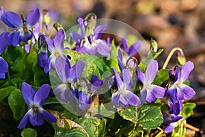 Violets Viola Odorata In A Forest