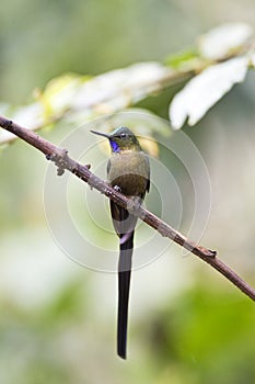 Violetstaartnimf, Violet-tailed Sylph, Aglaiocercus coelestis