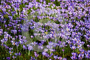 violett crocus field