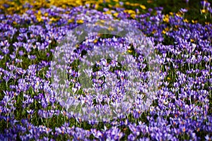 violett crocus field