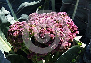 Violetta di Sicilia cauliflower photo
