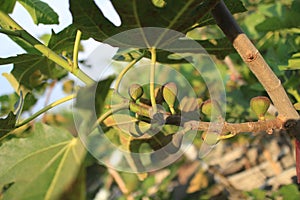 Violette de bordeaux fig tree with its fruits.