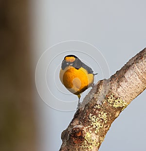 Violette Organist, Violaceous Euphonia, Euphonia violacea