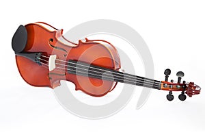 Violin