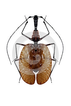 Violin beetle isolated on a white background