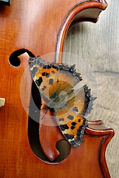 Violin and butterfly. butterfly large tortoiseshell..
