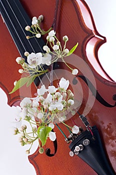 Violin and flowers