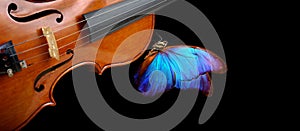 Violin fretboard. melody concept. blue morpho butterfly on violin neck isolated on black. music concept. copy space