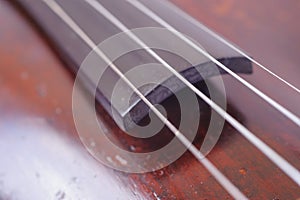 A violin image on the white background close up