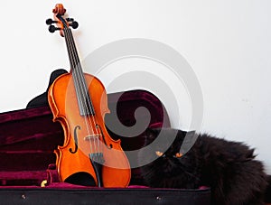 Violin in its case with a black persian cat