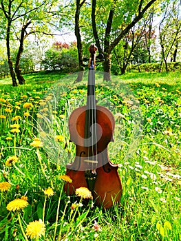 A violin and a meadow full of dandelions