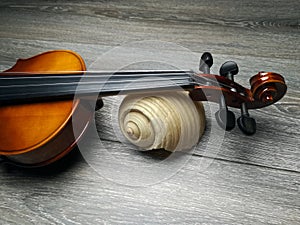 Violin and old sea shell