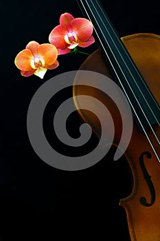 Violin and phalaenopsis tying shin cupid orchids against black background