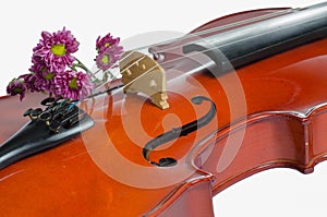 Violin and purple daisy