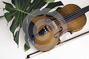 Violin put beside green leaf