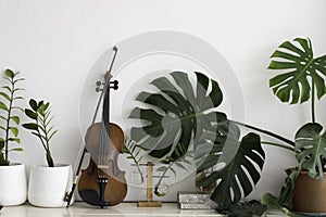 Violin put beside green leaf