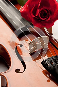Violin and rose