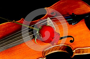 Violin with Rose