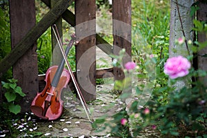 The violin in rose garden