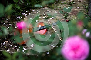 The violin in rose garden