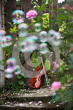 The violin and rose garden