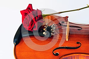 violin and rose on a white background art romanse