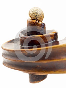 Violin scroll with a small snail