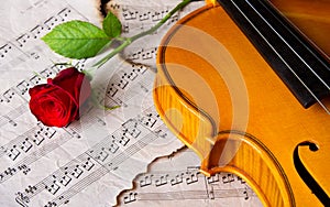 Violin sheet music and rose