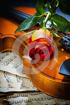 Violin sheet music and rose