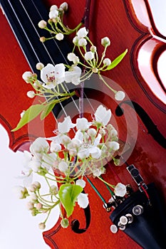 Violin and spring blooming