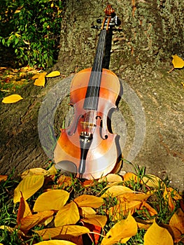 Violin and tree in the fall
