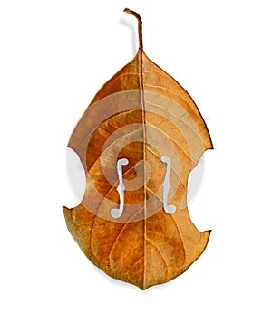 Violin tree leaf photo