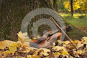 Violin under the tree