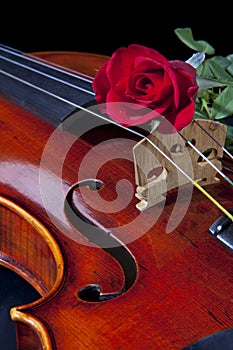 Violin Viola and Red Rose