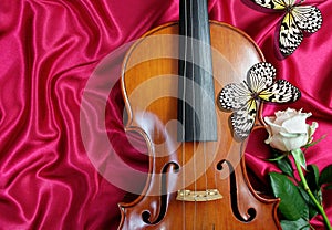 Violin, white rose and colorful tropical butterflies on red silk background. Idea leuconoe. Rice paper butterfly.