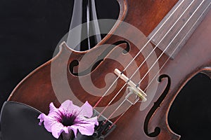 Violin with Wine bottle and Flower