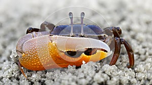 violinist crab on the sand. a strong carapace for protection and a giant orange claw as a weapon for defense