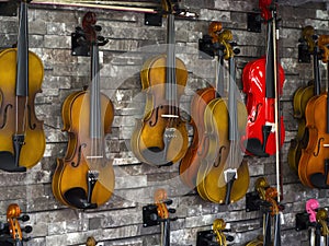 Violins standing on the wall in a music store. many wooden violins