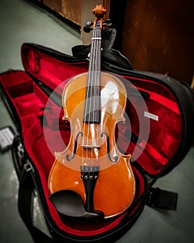 Violon