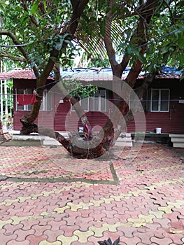 Vipassana Palghar Maharashtra India tree