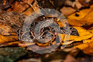 Viper, Atropoides picadoi, PicadoÂ´s Pitviper danger poison snake in the nature habitat, TapantÃ­ NP, Costa Rica.